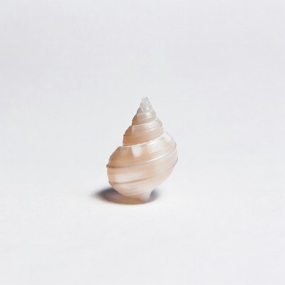 White seashell on isolated background