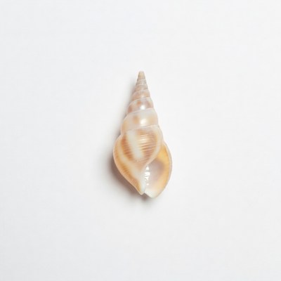 White background seashell