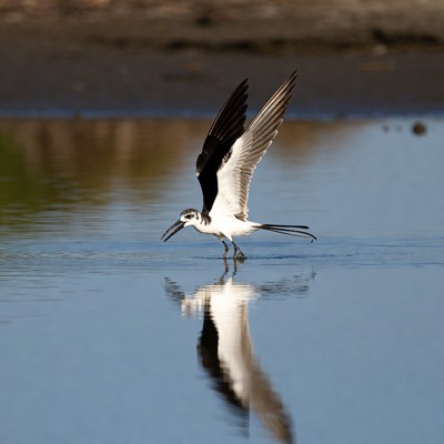 Black-winged Stilt Flying over Water