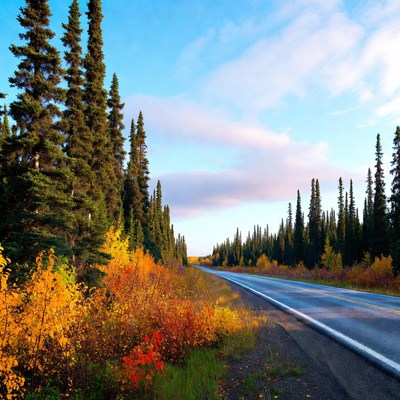 Autumn Forest Road with Pine Trees