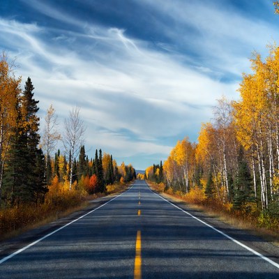 Asphalt road through autumn forest