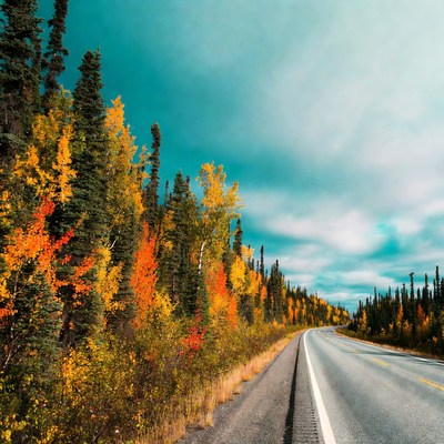 Autumn Forest Road with Colorful Trees
