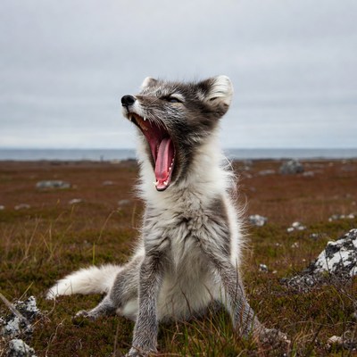 Arctic Fox Yawning in Tundra