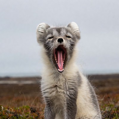 Arctic Fox Yawning in Tundra