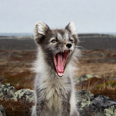 Arctic Fox Yawning in Tundra