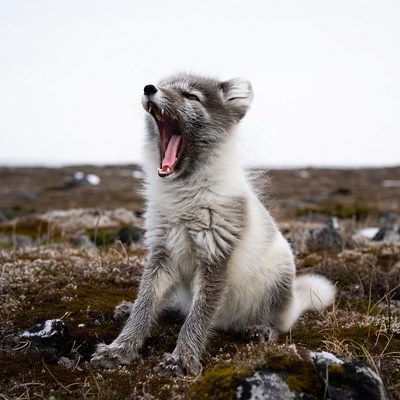 Arctic Fox Yawning in Tundra