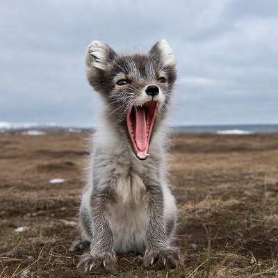 Arctic Fox Pup Yawning Outdoors