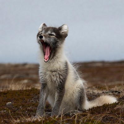 Arctic Fox Yawning in Tundra
