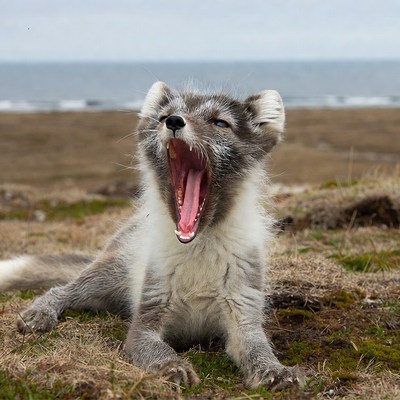 Arctic Fox Yawning on Beach