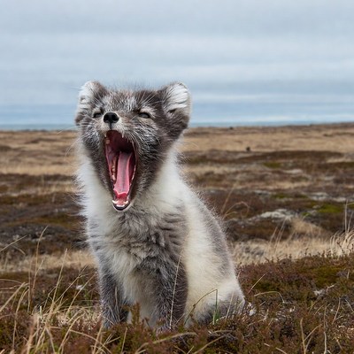 Arctic Fox Yawning in Tundra