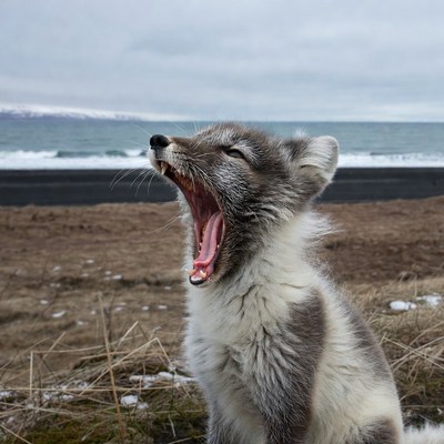 Arctic Fox Yawning on Beach