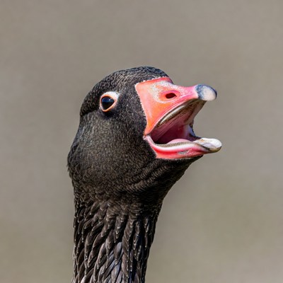 Greylag Goose Honking Open Mouth