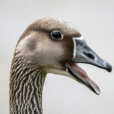 White-fronted Goose honking loudly