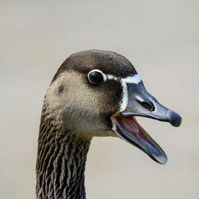 Canada Goose Honking with Open Mouth
