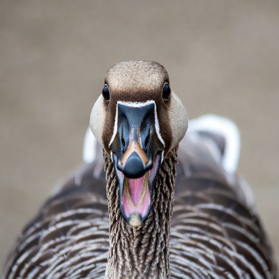 Goose honking with open beak