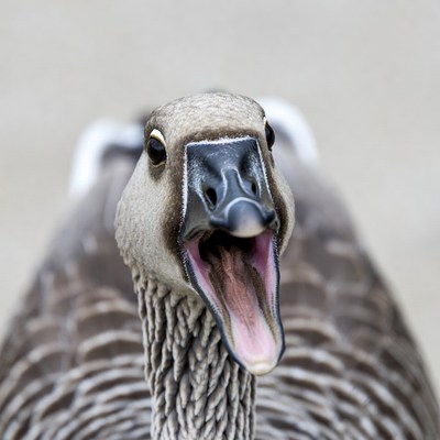 Goose honking with open mouth