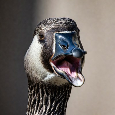 Canada Goose Honking with Open Mouth