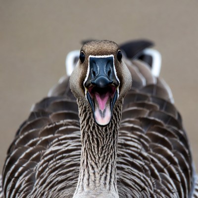 Goose with open mouth hissing