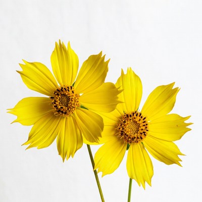 Two Yellow Cosmos Flowers