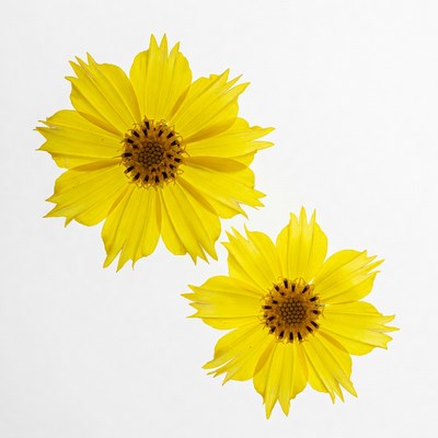 Two Yellow Cosmos Flowers