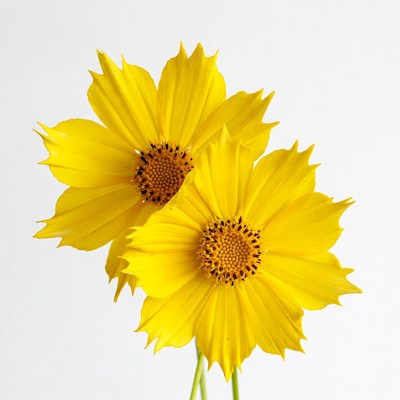 Two Yellow Cosmos Flowers