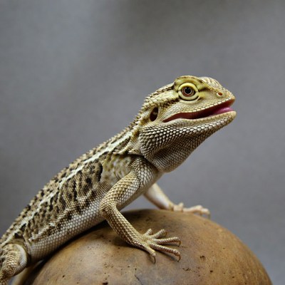 Bearded Dragon on Rock