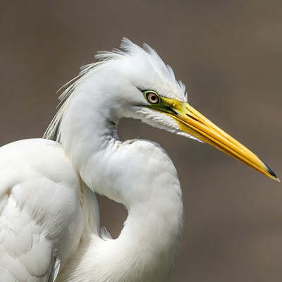 Closeup of white egret bird