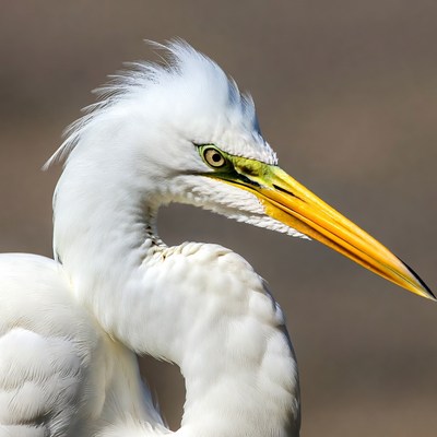 Closeup of snowy egret