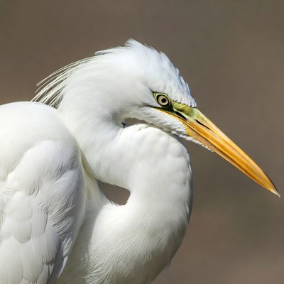 White Egret with Yellow Beak