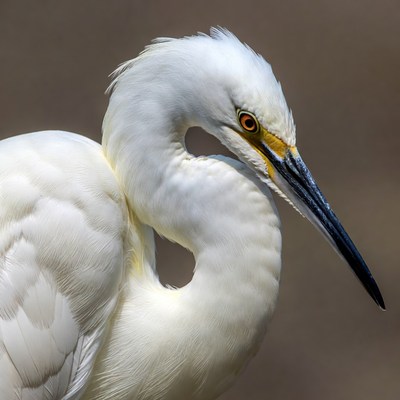 White egret with yellow eye