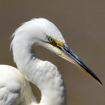 Closeup of snowy egret head