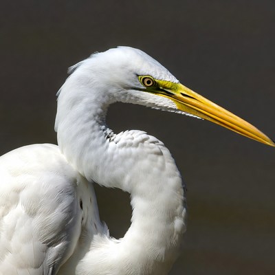 White heron with yellow beak