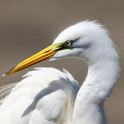 Great Egret close-up portrait