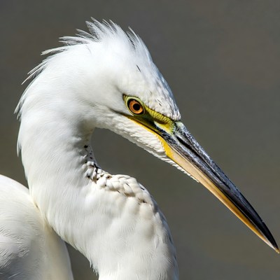 Closeup of snowy egret