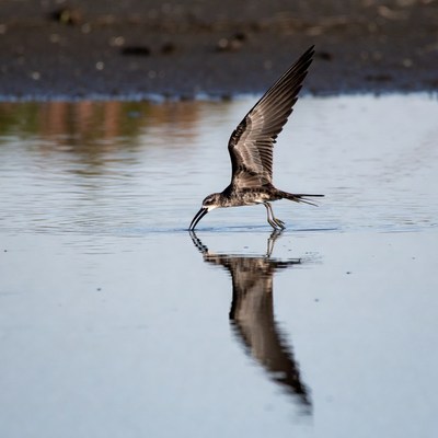 Black Tern Feeding in Shallow Water