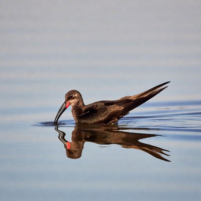 Black-winged Stilt foraging in water