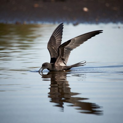 Black Tern Feeding in Water