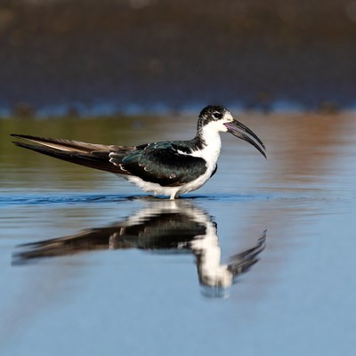 Black-winged Stilt standing in water