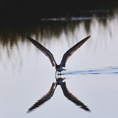 Tern Flying over Calm Water Reflection
