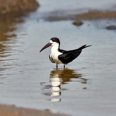 Black Skimmer standing in shallow water
