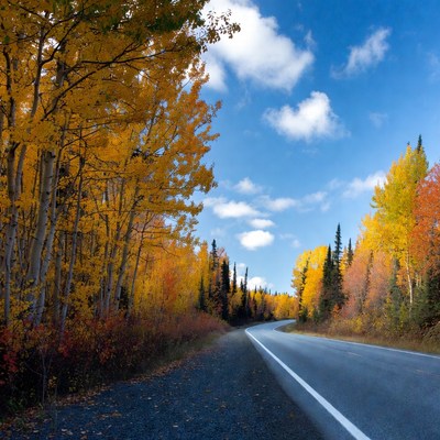 Aspen Trees Lining Autumn Road