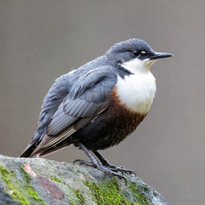 White-throated Dipper on mossy rock