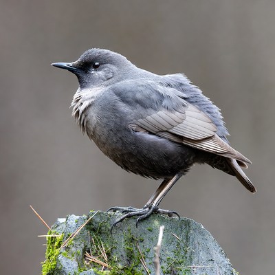 Grey Starling on mossy rock