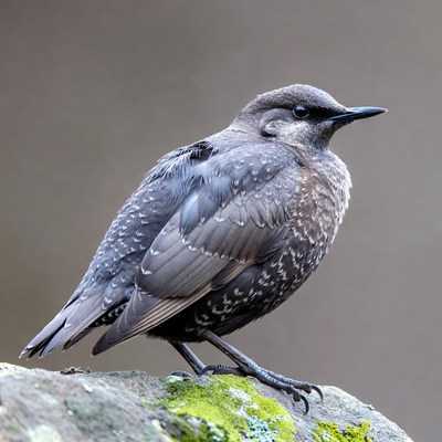 Grey Starling on Mossy Rock