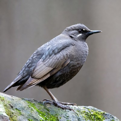 Gray bird perched on mossy rock