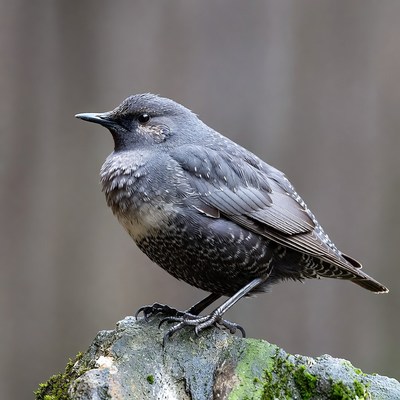 Gray Starling on Mossy Rock