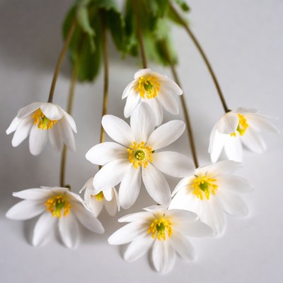 Cluster of White Anemone Flowers