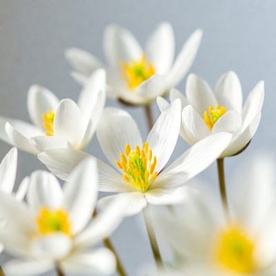 White Anemone Flowers with Yellow Centers