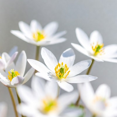 Cluster of White Anemone Flowers