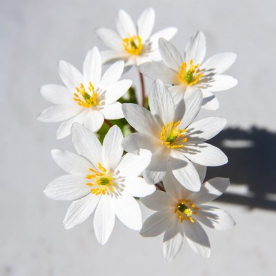White Anemone Flowers Cluster